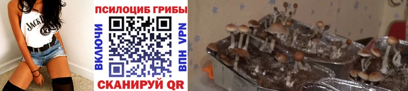 Галлюциногенные грибы Psilocybe  Шилка 